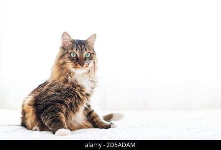 surprised grey cat sitting on a white bed Stock Photo