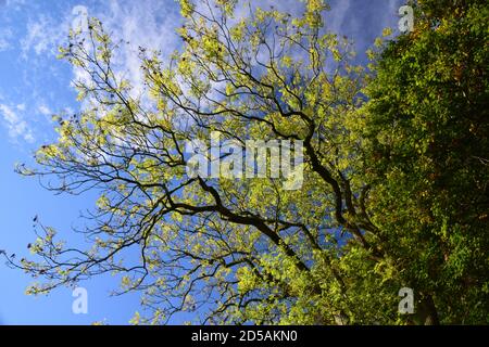 Mature ash tree branches set against a blue sky Stock Photo