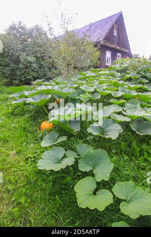 Pumpkins with large leaves growing in a garden with old rural house on background. Stock Photo