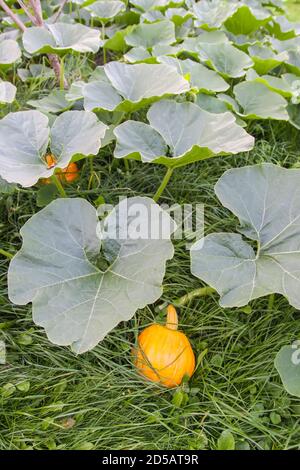 Pumpkins with large leaves growing in a garden Stock Photo - Alamy