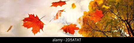 Red and golden colored autumn leaves falling down from a maple tree, sky with clouds and copy space, panoramic format, motion blur, selected focus, na Stock Photo