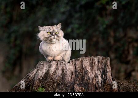 Serious grey groomed persian chinchilla purebred cat with green eyes sitting on a tree stump outside in the forest and looking forward. Stock Photo