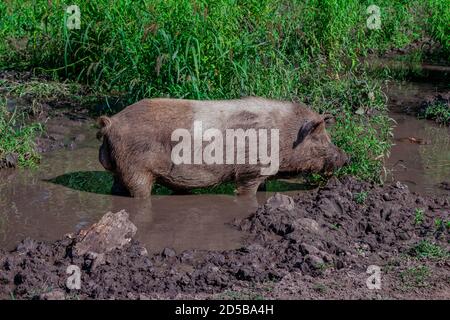 Large fat dirty brown pig relaxing in a mud puddle on the meadow in a farm. Domestic animal. Stock Photo