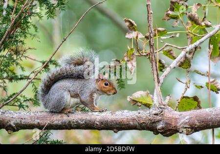 Eastern Grey Squirrel (Gray Squirrel), Sciurus carolinensis, standing waiting on a tree branch in Autumn in West Sussex, England, UK. Stock Photo