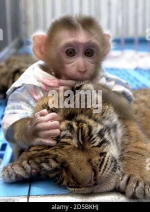 Roti A Three Month Old Monkey Plays With A Tiger Cub At A Zoo In Sriracha