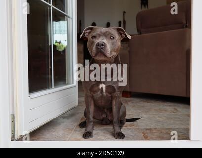 English Staffordshire Bull Terrier Sits Indoors in front of White Door. Blue Staffy Guards in the Living Room and Looks Outside. Stock Photo