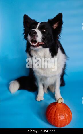 Sitting Border Collie with Orange Pumpkin Isolated on Blue Background. Portrait of Smiling Black and White Dog. Stock Photo