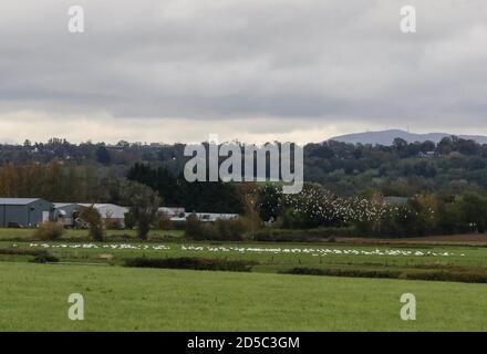 Broomhedge, County Down, Northern Ireland. 13 Oct 2020. UK weather - a dull drab start across County Down but blue sky and some sunny spells coming through as a northerly breeze sweeps down the country. A flock of gulls circle over a large flock of resting whooper swans in a field with Slieve Croob in the distance. Credit: CAZIMB/Alamy Live News. Stock Photo