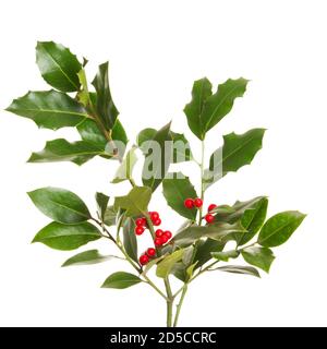 Christmas holly plant - green leaf, red berry and twig. Stechpalme in german language. Stock Photo