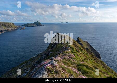 View from a cliff in Ireland with pink flowers in the foreground. View on the Skellig Islands. View from a cliff at the Ring of Kerry. Stock Photo