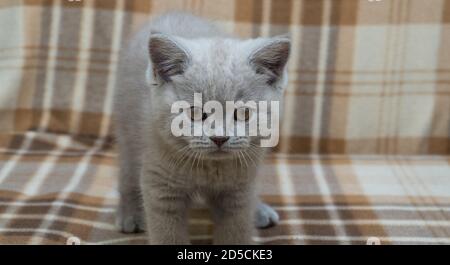 Purebred British shorthair cat, smoke color. small cute kitten stands on a warm blanket and looks forward. Stock Photo