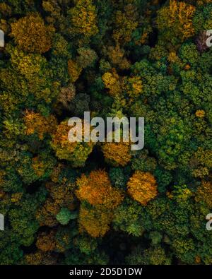 Aerial drone shot of autumn trees Stock Photo