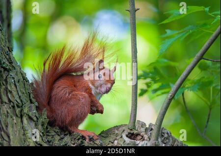 Close up of a europien squirrel sitting on its back paws on a tree and looking straight into the camera. Stock Photo