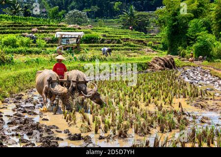 Indonesian rice farmer, Central Java, Indonesia Stock Photo