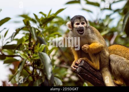 Angry Squirrel Monkey shouting and calling while perched on a wooden branch in a zoo enclosure Stock Photo