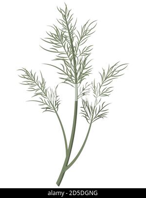 Vector Dill Illustration Isolated In Cartoon Style. Herbs And Species 