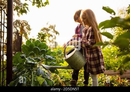 Vitamins. Happy brother and sister watering plants in a garden outdoors together. Love, family, lifestyle, harvest, autumn concept. Cheerful, healthy and lovely. Organic food, agriculture, gardening. Stock Photo