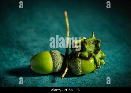 Two acorns on the same twig one perfect and one disfigured as a knopper gall. The image could be used as a concept image showing two sides of a story. Stock Photo