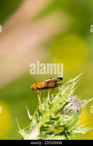 Yellow fly stood delicately on thistle spikes Stock Photo