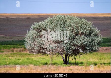 Lonely tree growtn among cloudless heath in North Caucasus Stock Photo