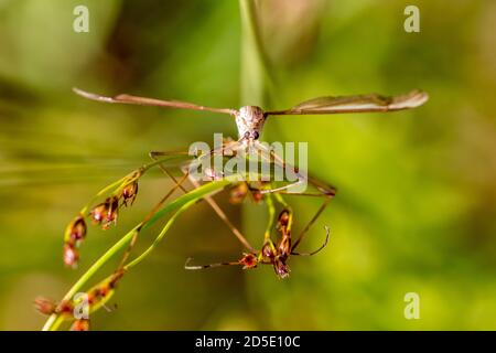 Crane Fly Portrait from above Stock Photo