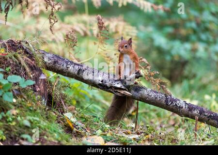 Red Squirrel (Sciurus vulgaris) sitting on fallen branch in autumn Stock Photo