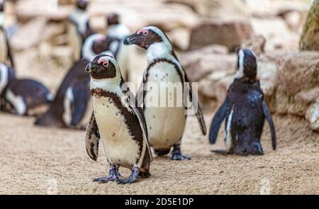 Penguin stands in the sand in his herd Stock Photo