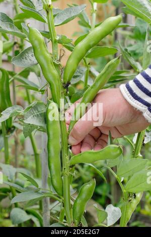 Vicia faba 'Bunyard's Exhibition'. Picking broad beans by hand in a domestic kitchen garden. UK Stock Photo