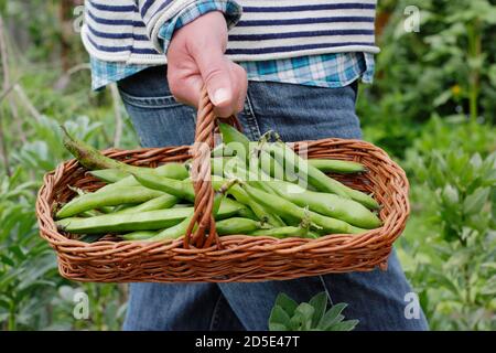 Vicia faba 'Bunyards Exhibition'. Freshly picked broad beans carried in a trug, grown in a domestic kitchen garden (pictured). UK Stock Photo