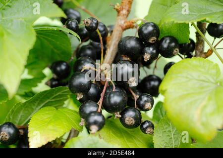 Ribes nigrum. Blackcurrants ripening on the bush in an English domestic garden. Stock Photo
