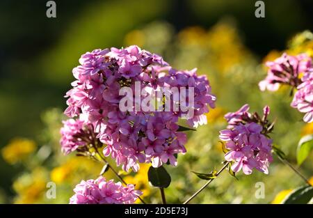 Purple flame flowers of phlox in beautiful light of late autumn Stock Photo