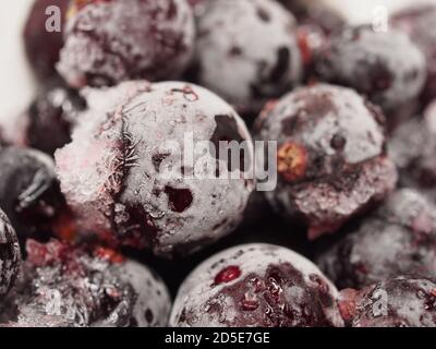 Frozen black currant berries covered in frost. Macro mode. Stock Photo