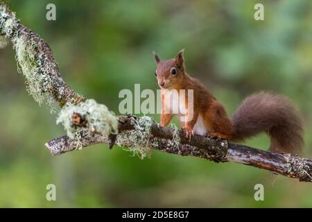 Red Squirrel (sciurus vulgaris) on lichen covered branch Stock Photo