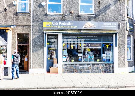 Cat discount charity shop