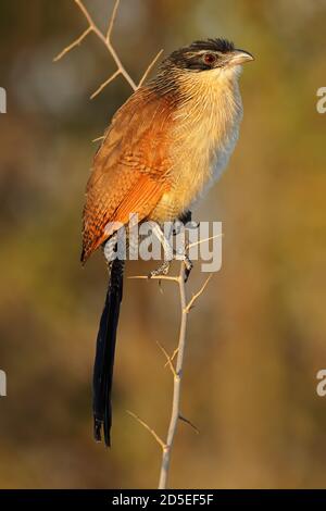A burchells coucal (Centropus burchellii) perched on a branch, Kruger National Park, South Africa Stock Photo