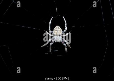 Small spider sitting in its web at night with a dark background Stock Photo