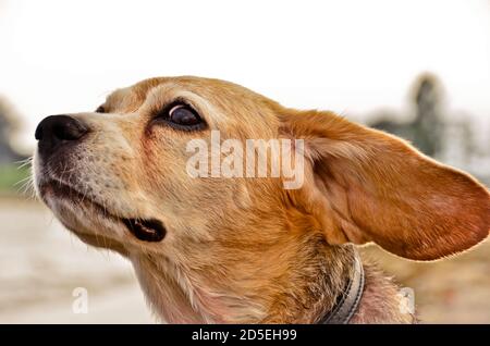 Portrait of a beautiful old Beagle dog, with floppy ears in the wind Stock Photo