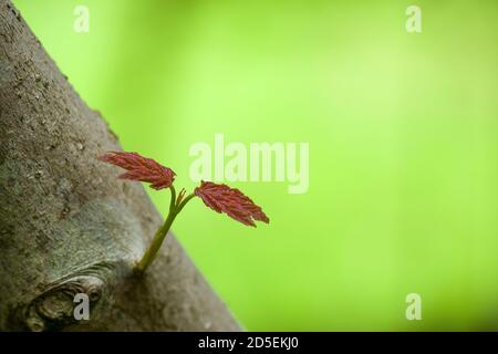 Young Sycamore (Acer pseudoplatanus) tree shoot growing from a knot on a branch in spring. Stock Photo