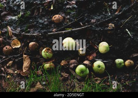 green and bad rotten apples are lying in the mud ground in autumn Stock Photo