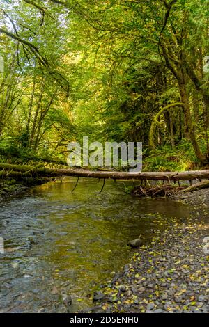 The forest along Barnes Creek near Marymere Falls on the Olympic Peninsula in the Olympic National Park in Washington State, USA. Stock Photo
