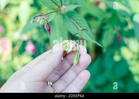 Himalayan balm seeds in hand close up photo. Policeman Helmet plant, Bobby Tops, Invasive asian plant species Stock Photo