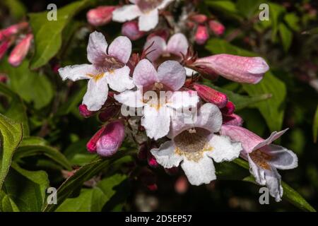 Flowers of Beautybush (Kolkwitzia amabilis 'Pink Cloud') Stock Photo