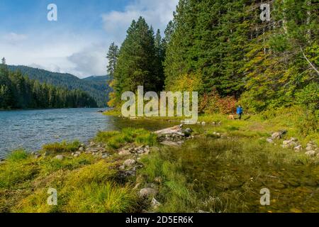 A woman (Model Release) with miniature Goldendoodle is walking along the shore of Lake Wenatchee at Lake Wenatchee State Park in eastern Washington St Stock Photo