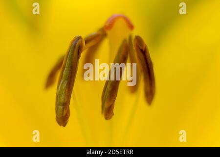 Raindrops on a yellow lily in a garden in Kirkland, Washington State, USA. Stock Photo