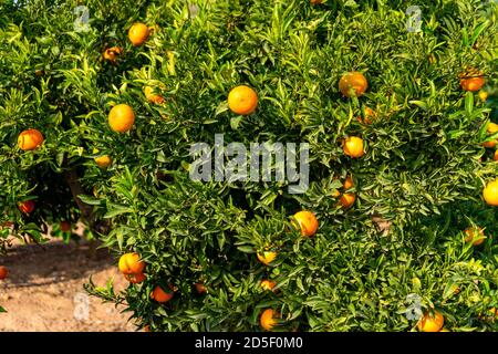 Field of cultivation of oranges, trees with many fruits at full maturity. Cultivation concept Stock Photo