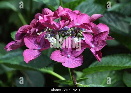 Purple lilac lacecap hydrangea macrophylla Stock Photo