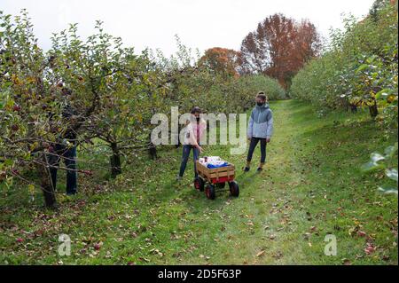 Children picking apples in an orchard in Vermont, USA Stock Photo