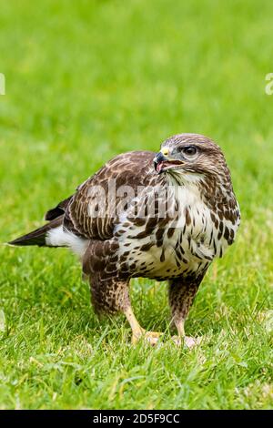 Common buzzard foraging on the ground in autumn in mid Wales. Stock Photo