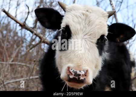 Young bull grazing on a pasture in the forest. Portrait of white-black goby like a panda, looking to camera Stock Photo