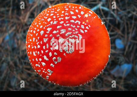 Poisonous, hallucinogenic and toxic mushroom Amanita in the autumn forest. fly agaric top view